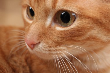 Kırmızı kedi namlu