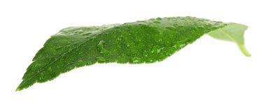 Narenciye yaprak yeşil 