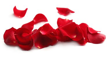 kırmızı gül yaprakları 