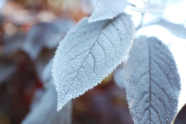 Autunno foglie sfondo — Foto Stock