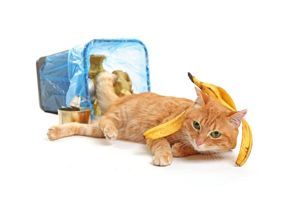Gato y cesta de basura invertida —  Fotos de Stock
