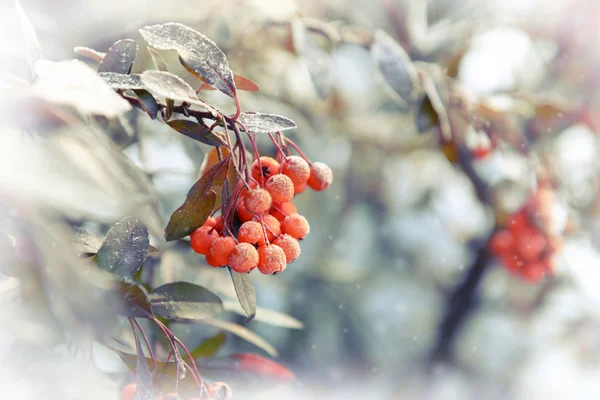 Schneebedeckter Eberesche mit Frost — Stockfoto