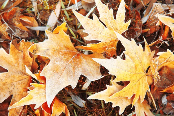 얼어붙은 나뭇잎을 닫습니다. — 스톡 사진