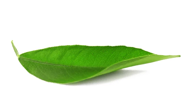 Ficus blad på vit — Stockfoto