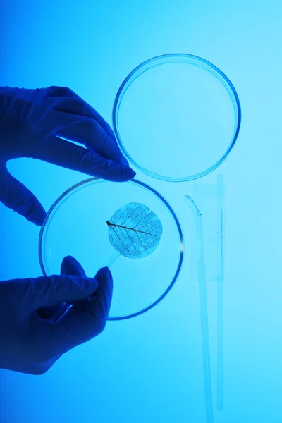Placas de Petri en laboratorio — Foto de Stock