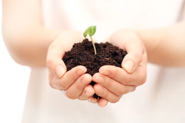 Hands holding soil and plant — Stock Photo, Image