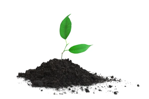 Young plant in ground — Stock Photo, Image