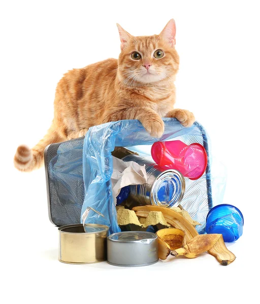 Кіт і перевернутий кошик для сміття — стокове фото