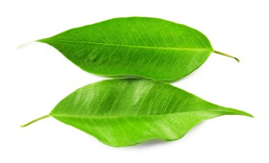 yeşil çay yaprakları