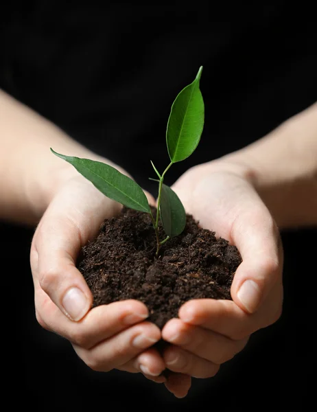 Mãos que prendem solo e planta — Fotografia de Stock