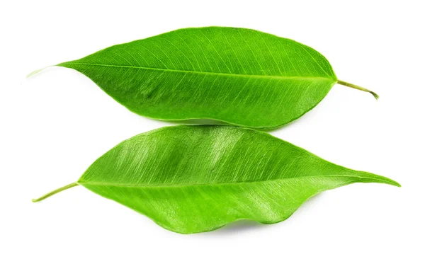 Green tea leaves — Stock Photo, Image