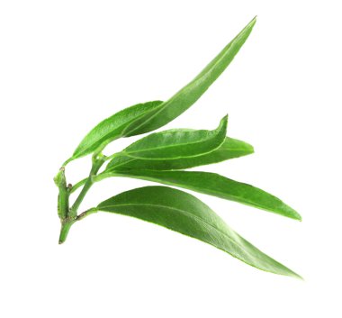 Portakal ağacı yeşil yaprakları 