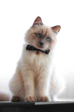 Renk-kedi nokta ile papyon siyah masa oturma odasında oturup, yakın çekim