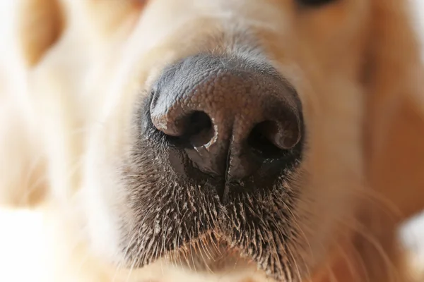 Nose of golden retriever — Stock Photo, Image