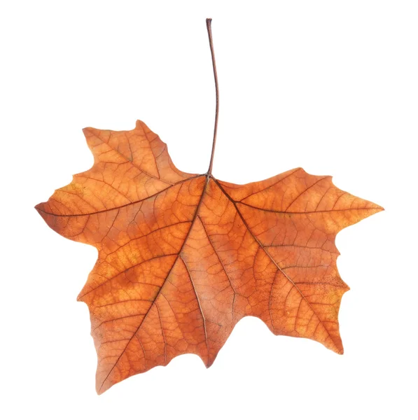 Golden autumn leaf — Stock Photo, Image