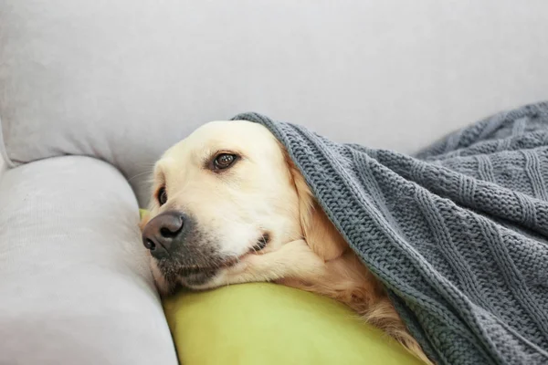 Золотистый ретривер лежит под одеялом — стоковое фото