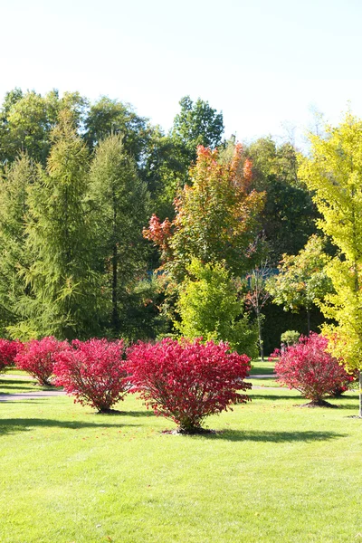 Krásný park v létě — Stock fotografie