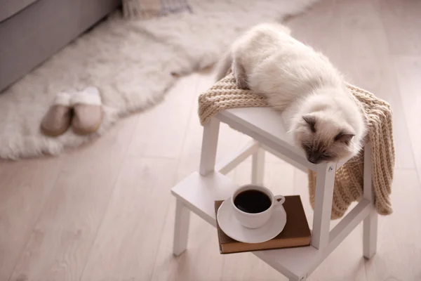 컬러 포인트 고양이 — 스톡 사진