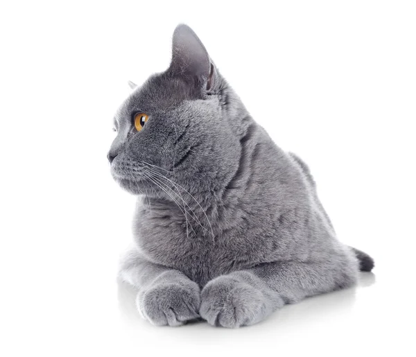 Short-hair grey cat isolated on white background — Stock Photo, Image