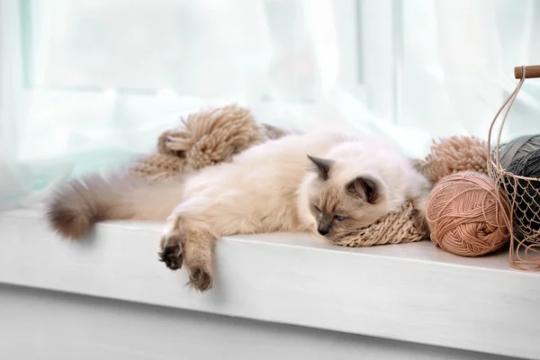 Farbpunktkatze mit Stäbchen und Schal, die auf einem Fenster im Wohnzimmer liegt — Stockfoto