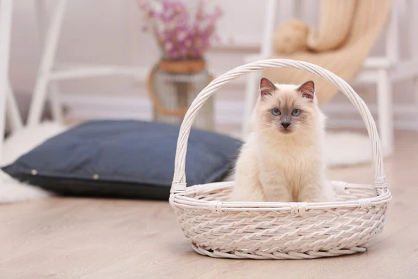 Color-point cat with white basket in living room — Stock Photo, Image