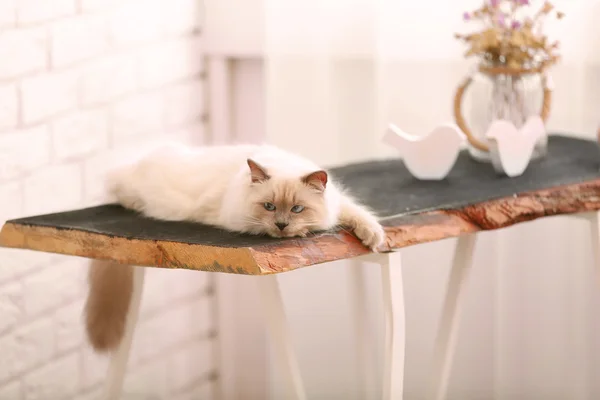 Gato de punto de color acostado sobre mesa de madera en sala de estar — Foto de Stock
