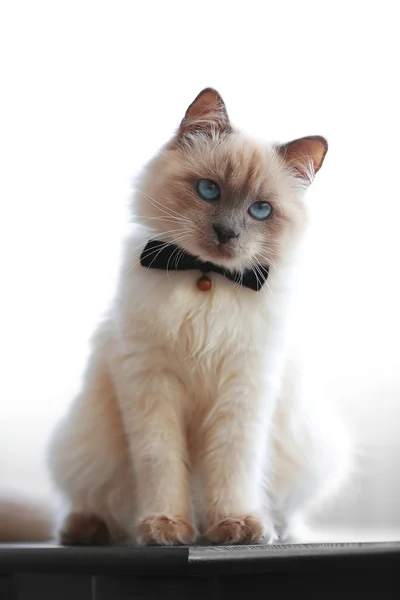 Gato de punto de color con corbata de lazo sentado en la mesa negra en la sala de estar, de cerca — Foto de Stock