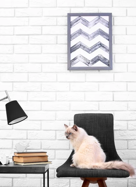 컬러 포인트 고양이 — 스톡 사진