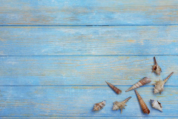 Conchas em fundo de madeira — Fotografia de Stock