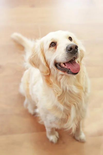 Golden retriever sitter på gulvet hjemme – stockfoto