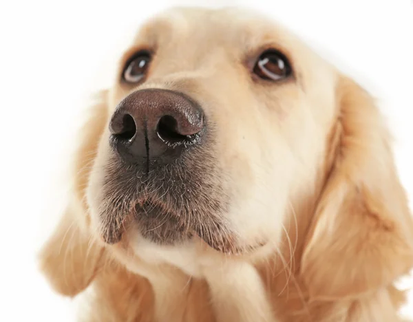 Muzzle of golden retriever, isolated on white — Stock Photo, Image