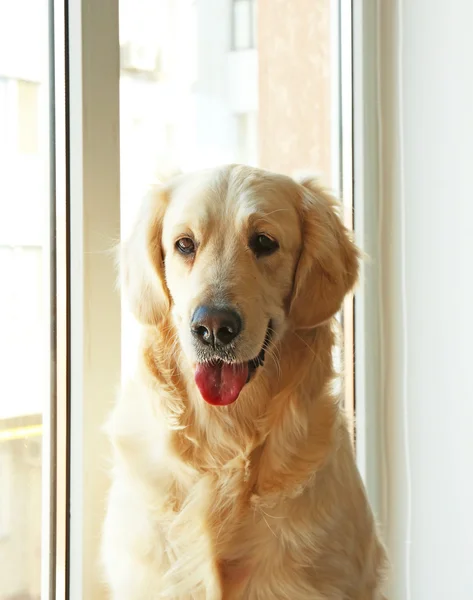 Golden retriever sentado na janela em casa — Fotografia de Stock