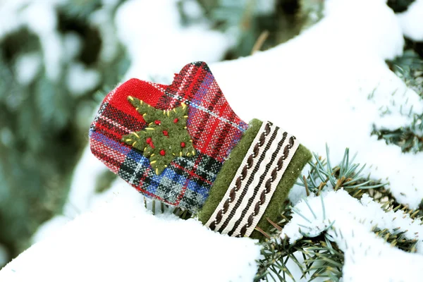 mitten on a fir tree branch