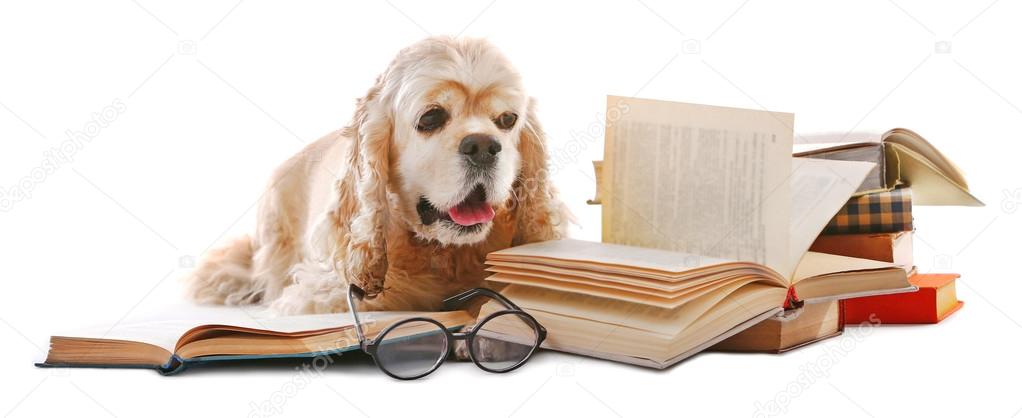Dog and books on white