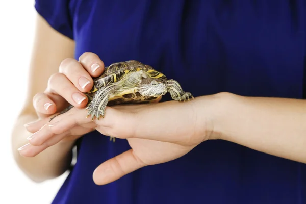 Schildkröte in Frauenhand — Stockfoto