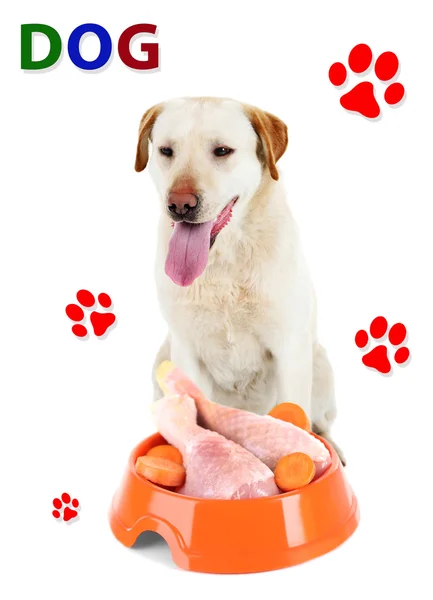 Hond met Kom lekker eten — Stockfoto