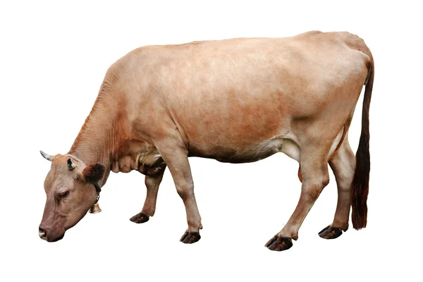 Vaca marrón sobre blanco —  Fotos de Stock