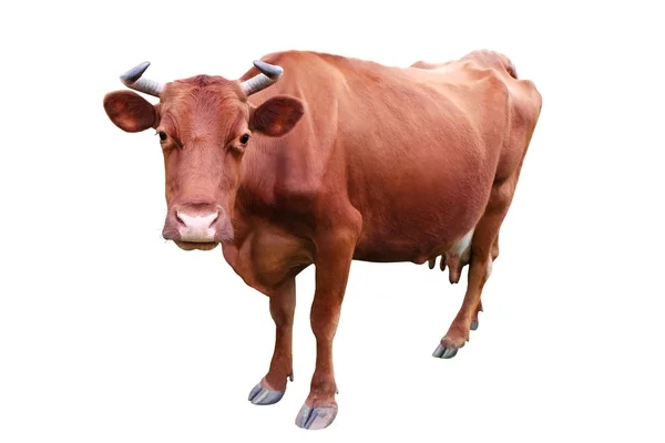 Single Cow on white — Stock Photo, Image