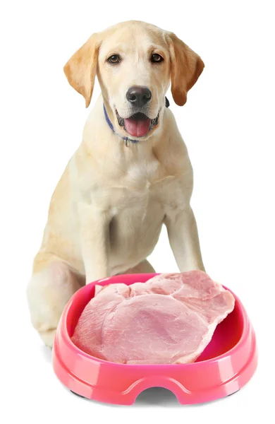 Dog with bowl of tasty food — Stock Photo, Image