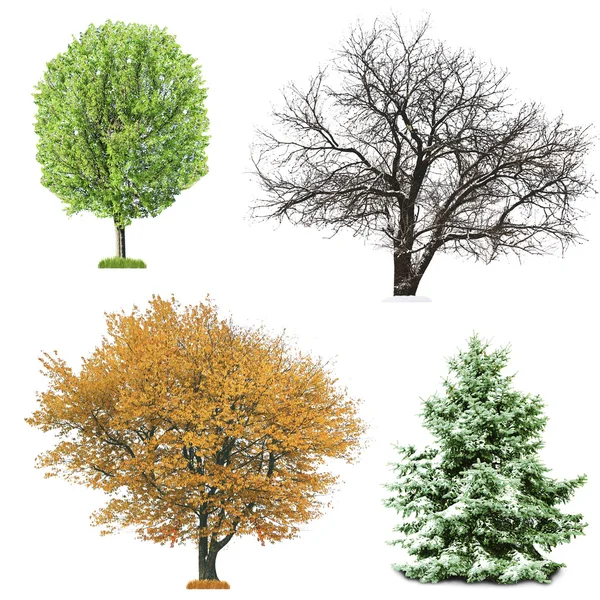 Set of four seasonal trees — Stock Photo, Image