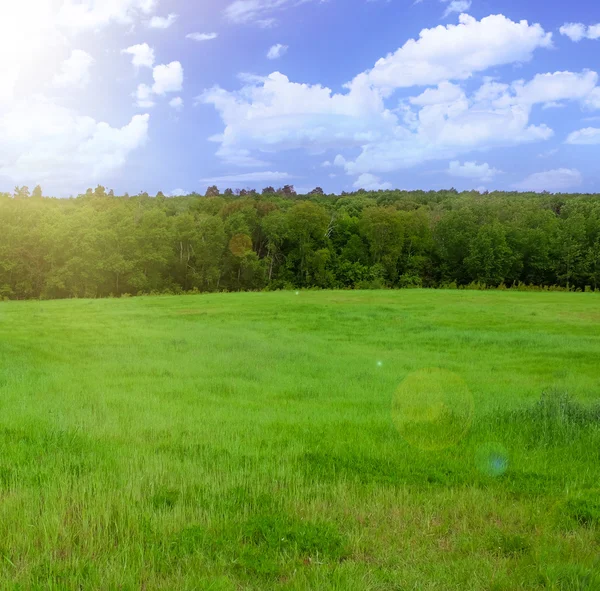 Красивое зеленое поле — стоковое фото