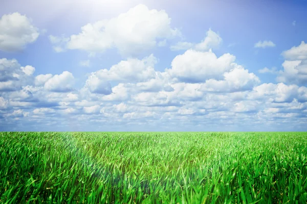 Green spring field — Stock Photo, Image