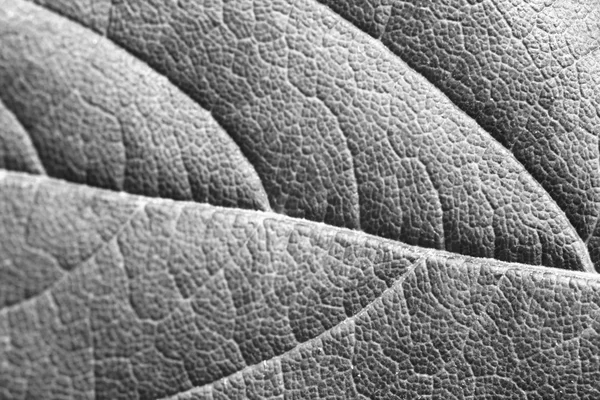 완벽 한 잎 텍스처 — 스톡 사진