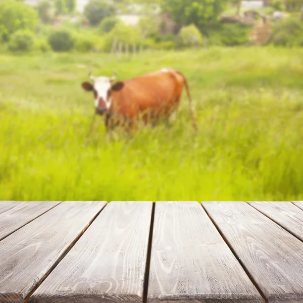Wooden table and cow — Stock Photo, Image
