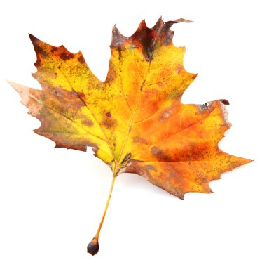 Altın sonbahar yaprak 