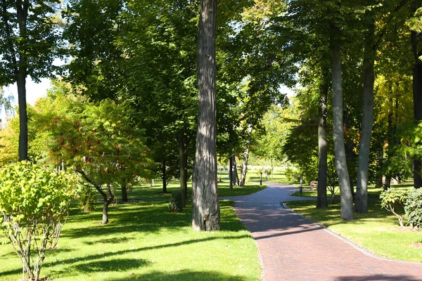 Parque verde no verão — Fotografia de Stock