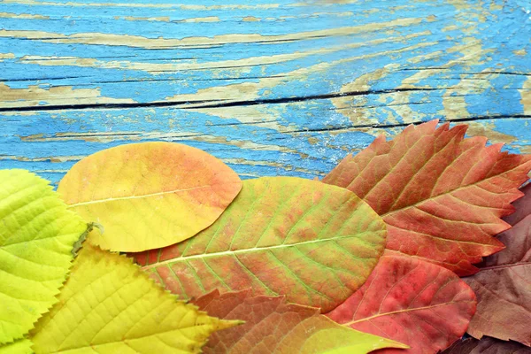 Hojas de otoño fondo — Foto de Stock