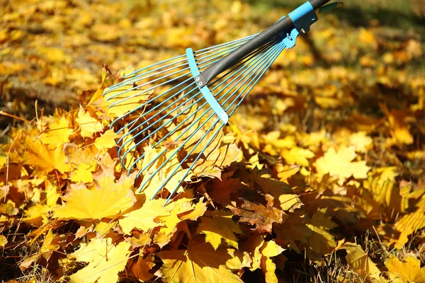 Raking fall leaves with rake — Stock Photo, Image