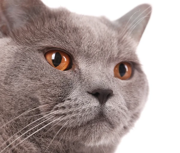 Gatto a pelo corto grigio — Foto Stock