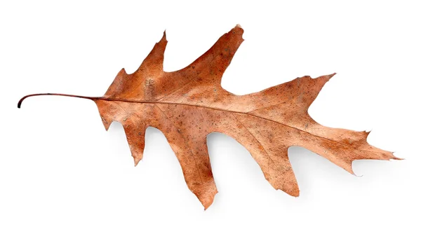 ใบไม้ร่วงแห้ง — ภาพถ่ายสต็อก